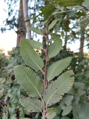 Nothofagus alpina