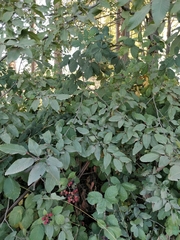 Nothofagus alpina