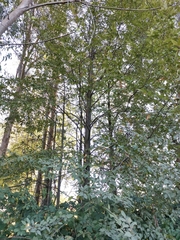 Nothofagus alpina