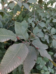 Nothofagus alpina