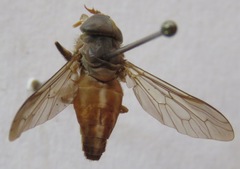 Tabanus occidentalis dorsovittatus