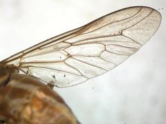Tabanus occidentalis dorsovittatus