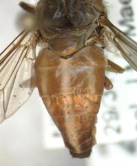 Tabanus occidentalis dorsovittatus