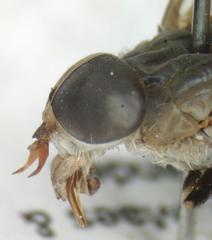 Tabanus occidentalis dorsovittatus