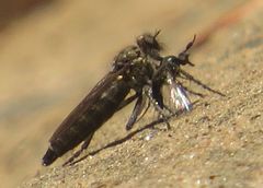 Lasiopogon