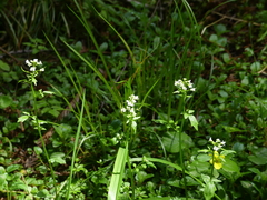 Cardamine breweri