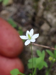 Meconella denticulata