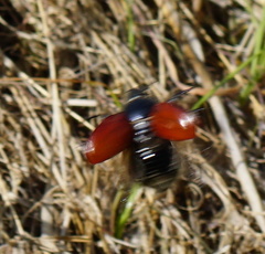 Paracotalpa