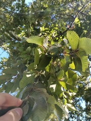 Nothofagus alpina