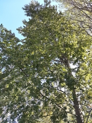 Nothofagus alpina