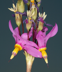 Primula pauciflora shoshonensis