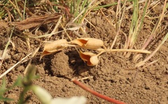 Astragalus conjunctus