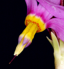 Primula pauciflora shoshonensis