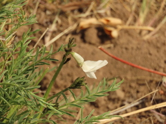 Astragalus conjunctus
