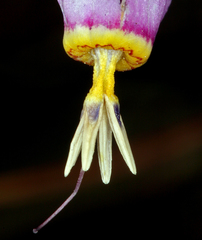 Primula pauciflora shoshonensis