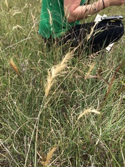 Pentapogon quadrifidus