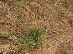 Astragalus conjunctus