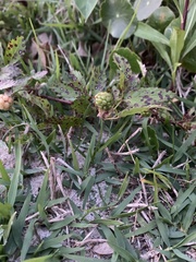 Sphaerulina westendorpii