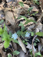 Stellaria corei