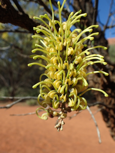 Image of Hakea divaricata by (c) ronavery, some rights reserved (CC BY)