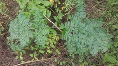 Conium maculatum