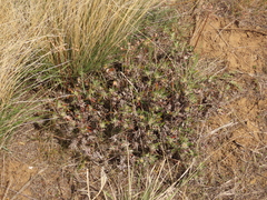Eriogonum douglasii