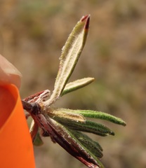 Eriogonum douglasii