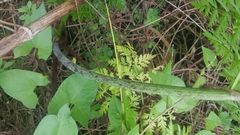 Conium maculatum
