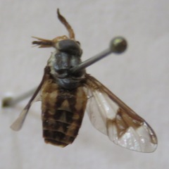 Chrysops scalaratus
