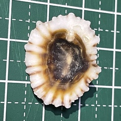 Siphonaria laciniosa