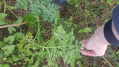 Conium maculatum