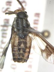 Chrysops scalaratus