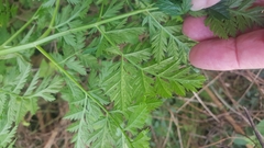 Conium maculatum