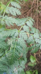 Conium maculatum