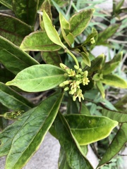 Parsonsia alboflavescens