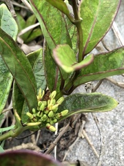 Parsonsia alboflavescens