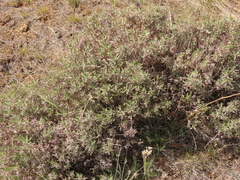 Eriogonum douglasii