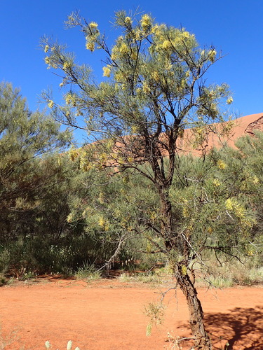 Image of Hakea divaricata by (c) ronavery, some rights reserved (CC BY)