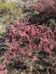 Prunus andersonii