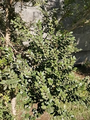 Azara microphylla