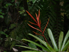 Vriesea rubra