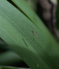 Gonomyia