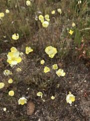 Hesperomecon linearis