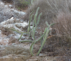 Stenocereus standleyi