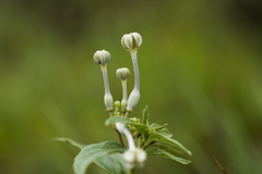 Ceropegia panchganiensis