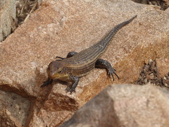 Broadleysaurus major