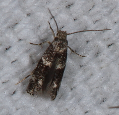 Elachista illectella
