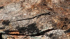 Platysaurus capensis