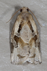 Archips grisea