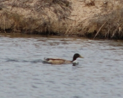 Anas platyrhynchos domesticus
